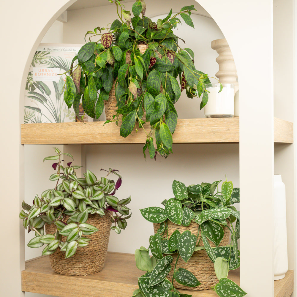 Indoor Velvet Zebra | Plant Bundle | 3 X PLANTS | 3 X POTS | Indoor Plant Bundle