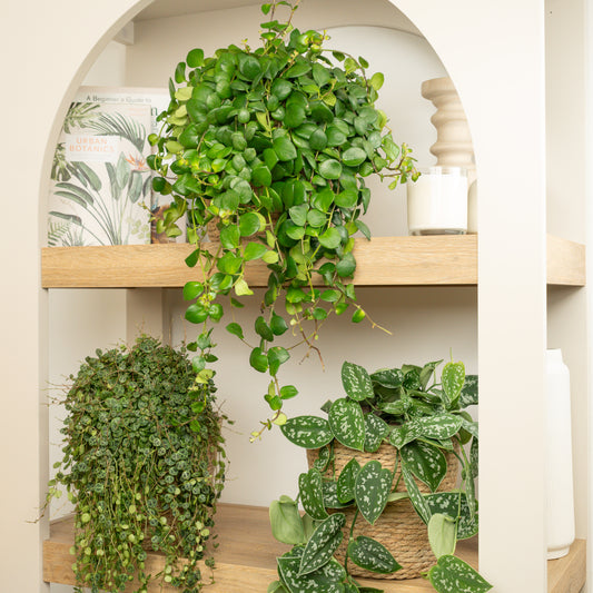 Dangling Darlings | Plant Bundle | Plant Gifts