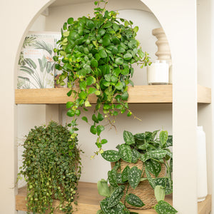 Dangling Darlings | Plant Bundle - Indoor Plant