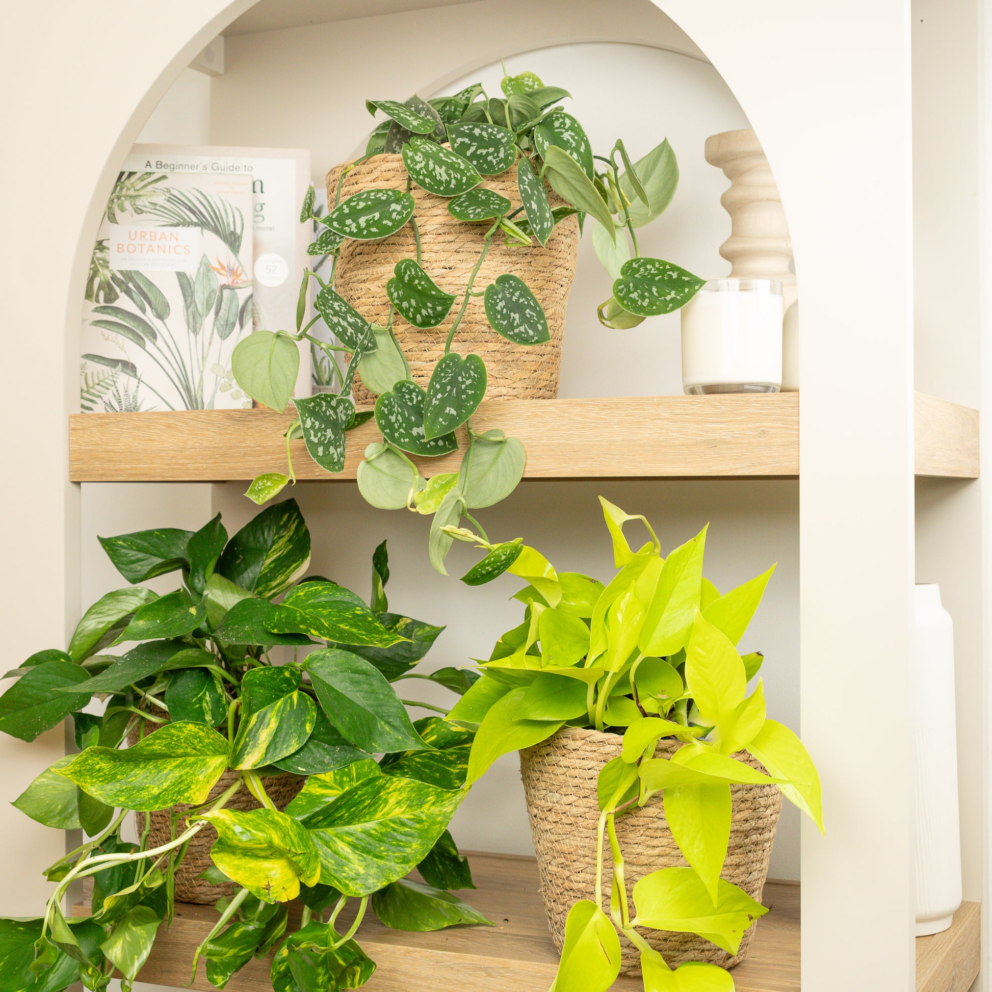 Trailing Trio Of Pothos | Plant Bundle