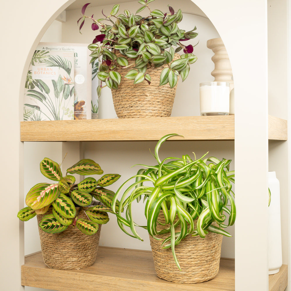 Indoor Serenity Stripes & Curls | Plant Bundle | 3 X PLANTS | 3 X POTS | Indoor Plant Bundle