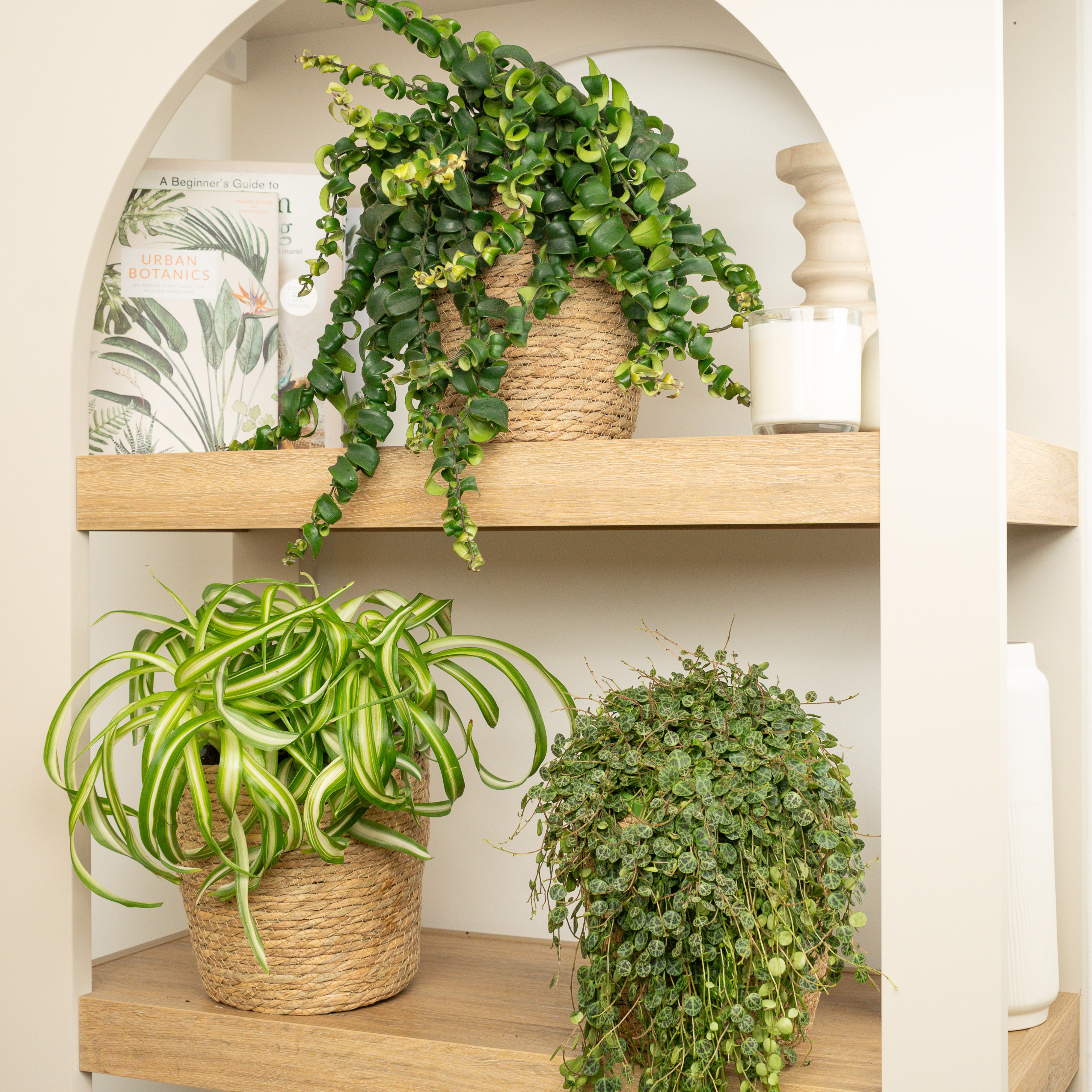 urban botanics an indoor plant guide for modern gardeners Trailing Tropic Twist | Plant Bundle | 3 X PLANTS