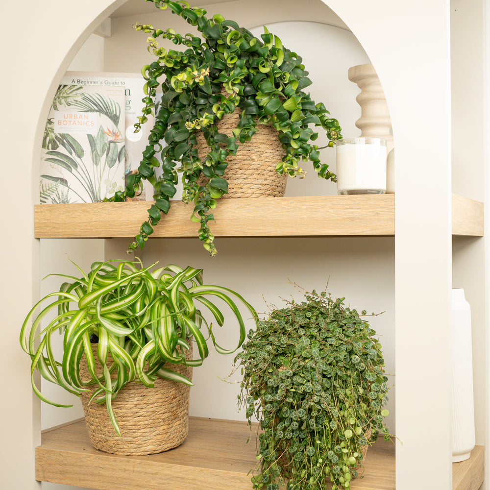 Indoor Trailing Tropic Twist | Plant Bundle | 3 X PLANTS | 3 X POTS | Indoor Plant Bundle