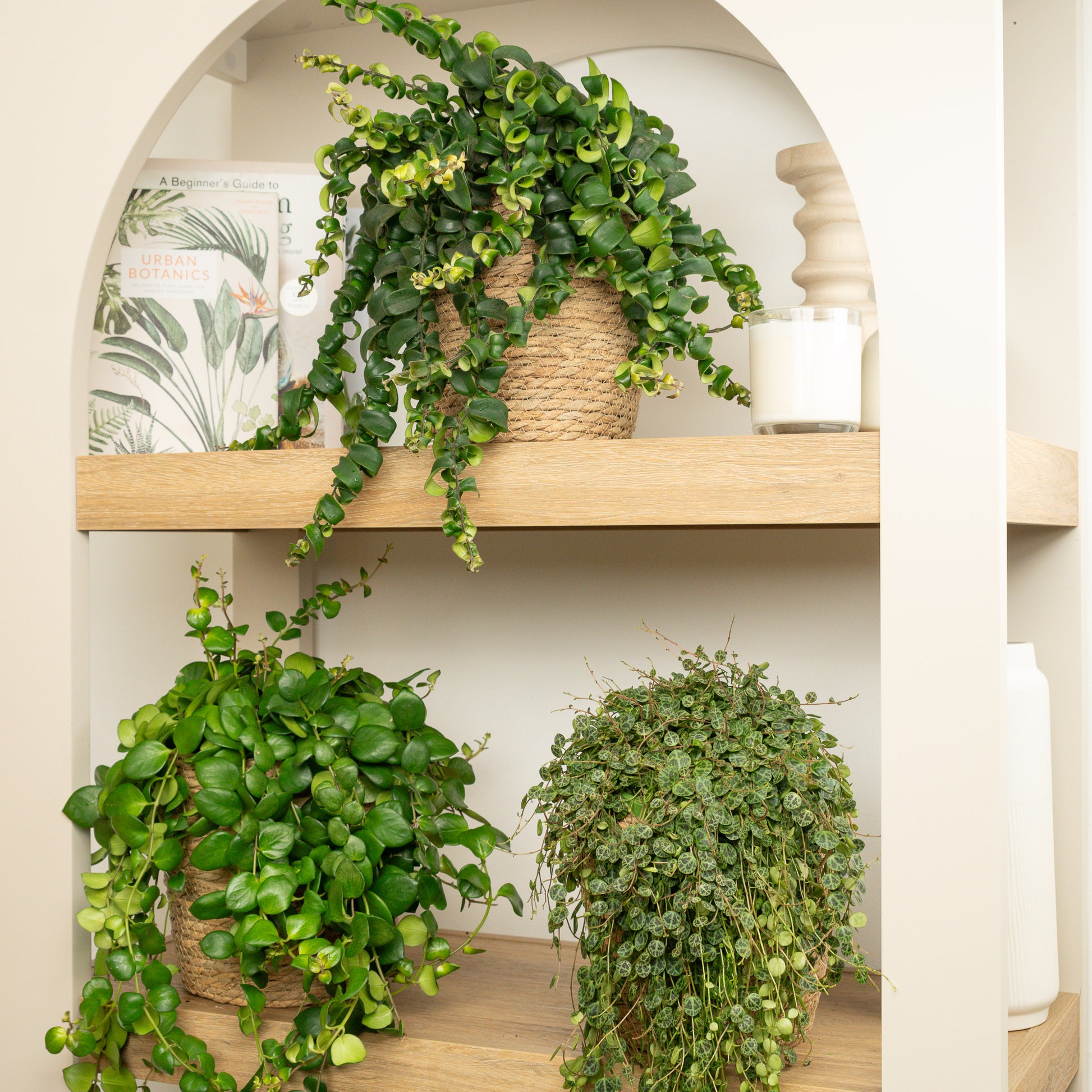The Leafy Twist | Plant Bundle