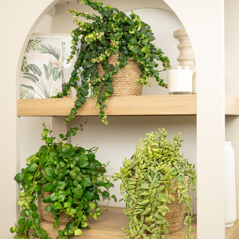 Indoor Lipstick Luxe Trio | Plant Bundle | 3 X PLANTS | 3 X POTS | Indoor Plant Bundle