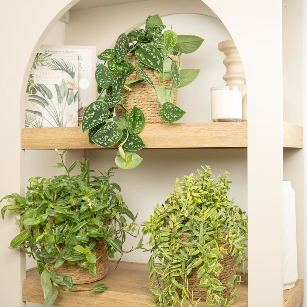 Indoor Variegated Vines Trio | Plant Bundle | 3 X PLANTS | 3 X POTS | Indoor Plant Bundle