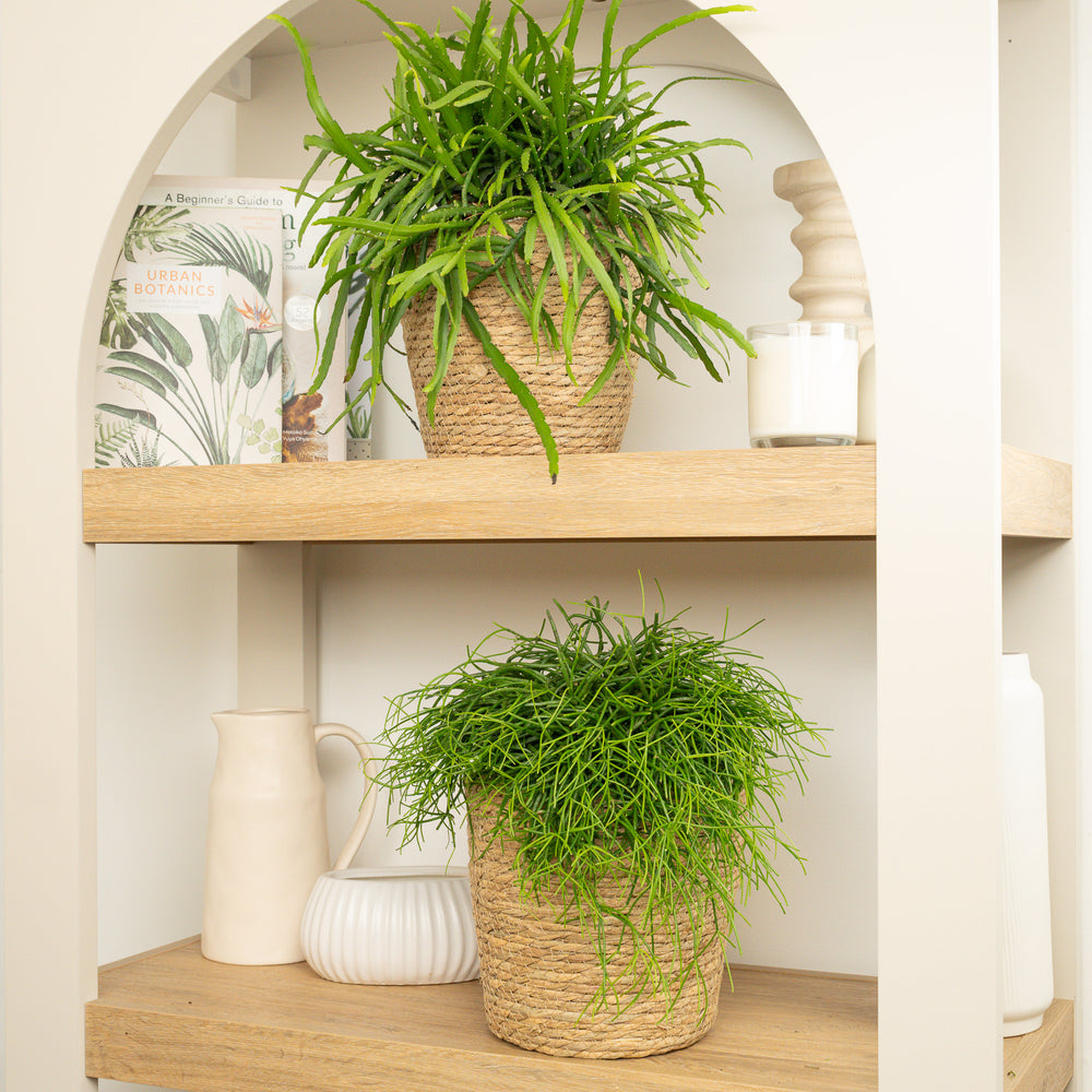 Indoor Cascading Cacti | Plant Bundle | 2 X PLANTS | 2 X POTS | Indoor Plant Bundle