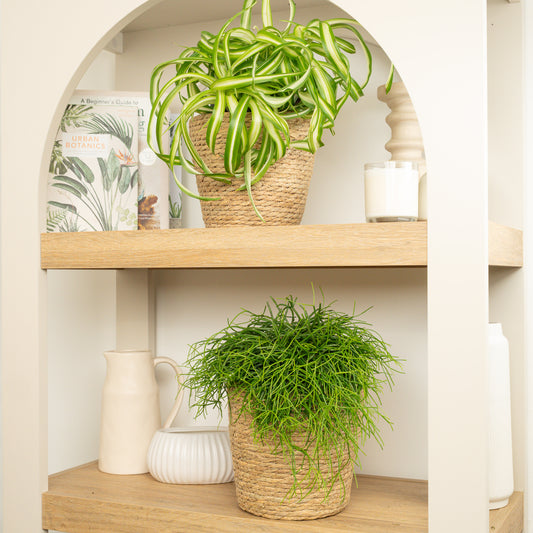 Curly Oasis Duo | Plant Bundle | Indoor Plants