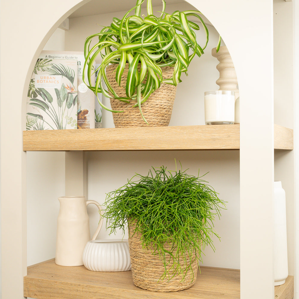 Indoor Curly Oasis Duo | Plant Bundle | 2 X PLANTS | 2 X POTS | Indoor Plant Bundle