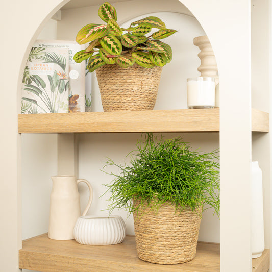 Mistletoe & Prayer Duo | Plant Bundle | Air Purifying Plants