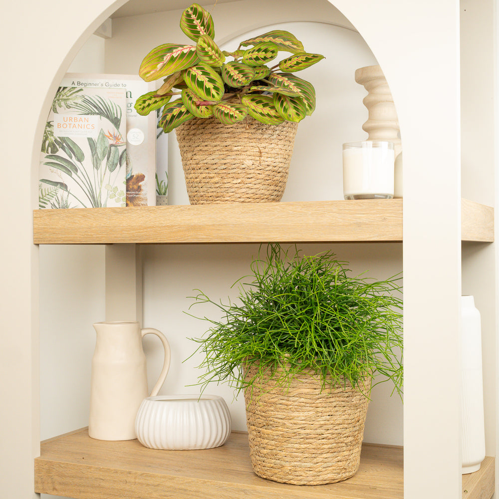 Indoor Mistletoe & Prayer Duo | Plant Bundle | 2 X PLANTS | 2 X POTS | Indoor Plant Bundle