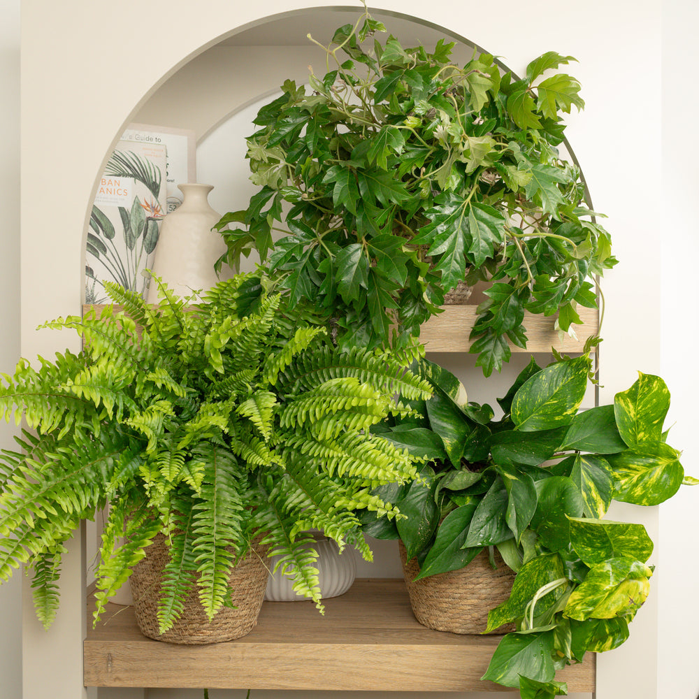 Indoor Ledge Legends | Plant Bundles | 3 X PLANTS | 3 X POTS | Indoor Plant Bundle