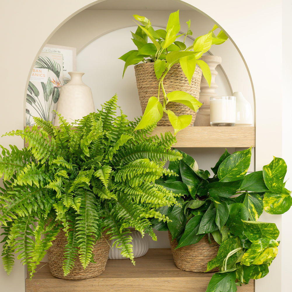 Indoor Flourish & Purify | Plant Bundle | 3 X PLANTS | 3 X POTS | Indoor Plant Bundle