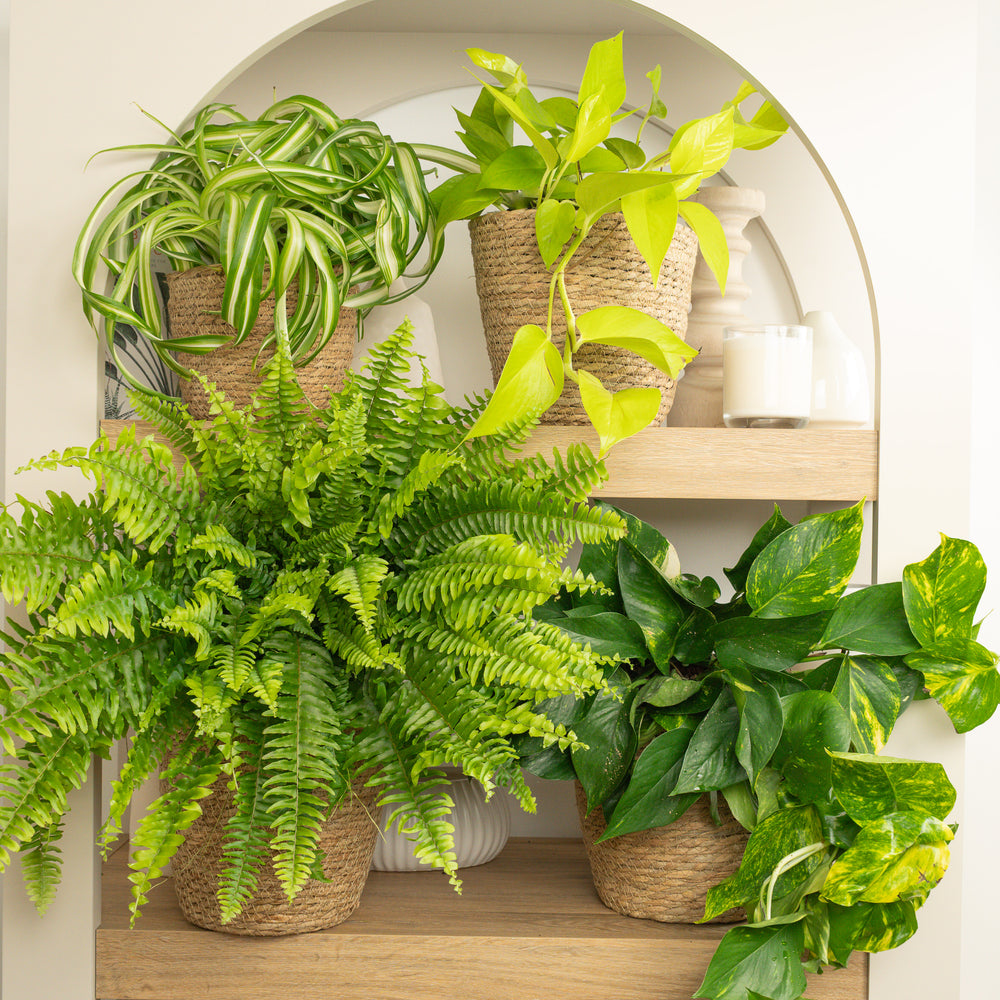 Indoor Oxygen Oasis | Plant Bundle | 4 X PLANTS | 4 X POTS | Indoor Plant Bundle