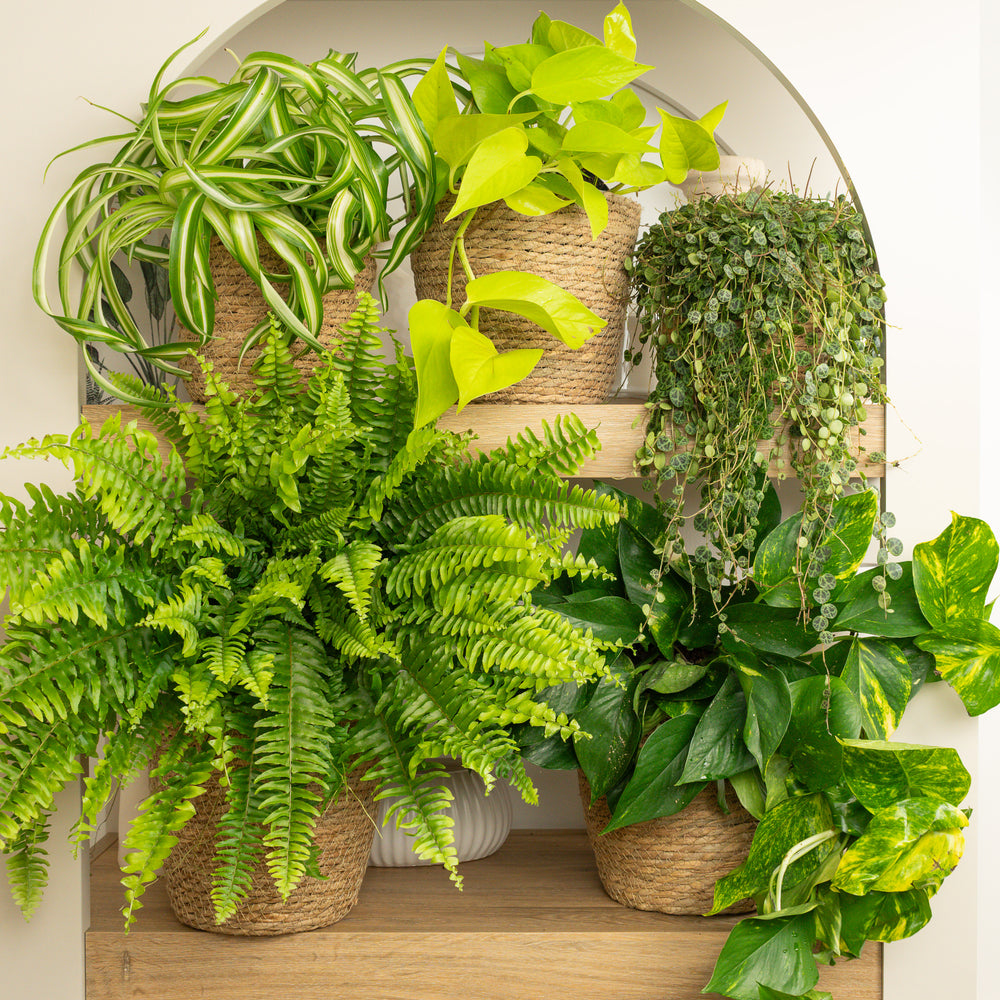 Indoor Ultimate Shelfie | Plant Bundle | 5 X PLANTS | 5 X POTS | Indoor Plant Bundle