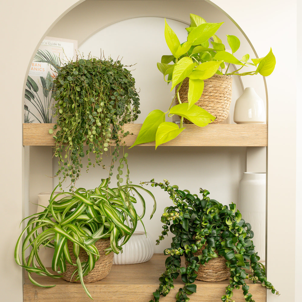 Indoor Curly Neon Mosaic | Plant Bundle | 4 X PLANTS | 4 X POTS | Indoor Plant Bundle