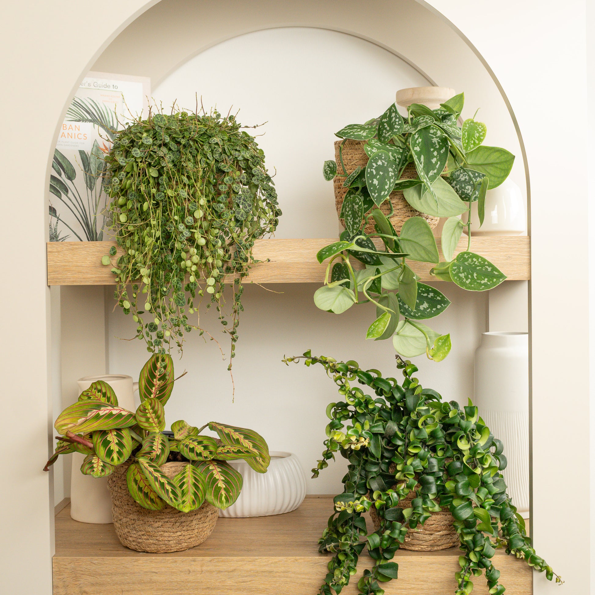 Fresh Air Foliage | Plant Bundle