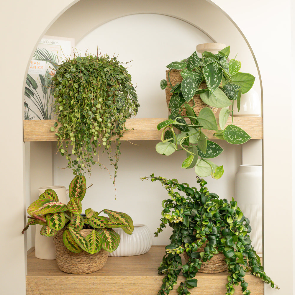 Indoor Fresh Air Foliage | Plant Bundle | 4 X PLANTS | 4 X POTS | Indoor Plant Bundle