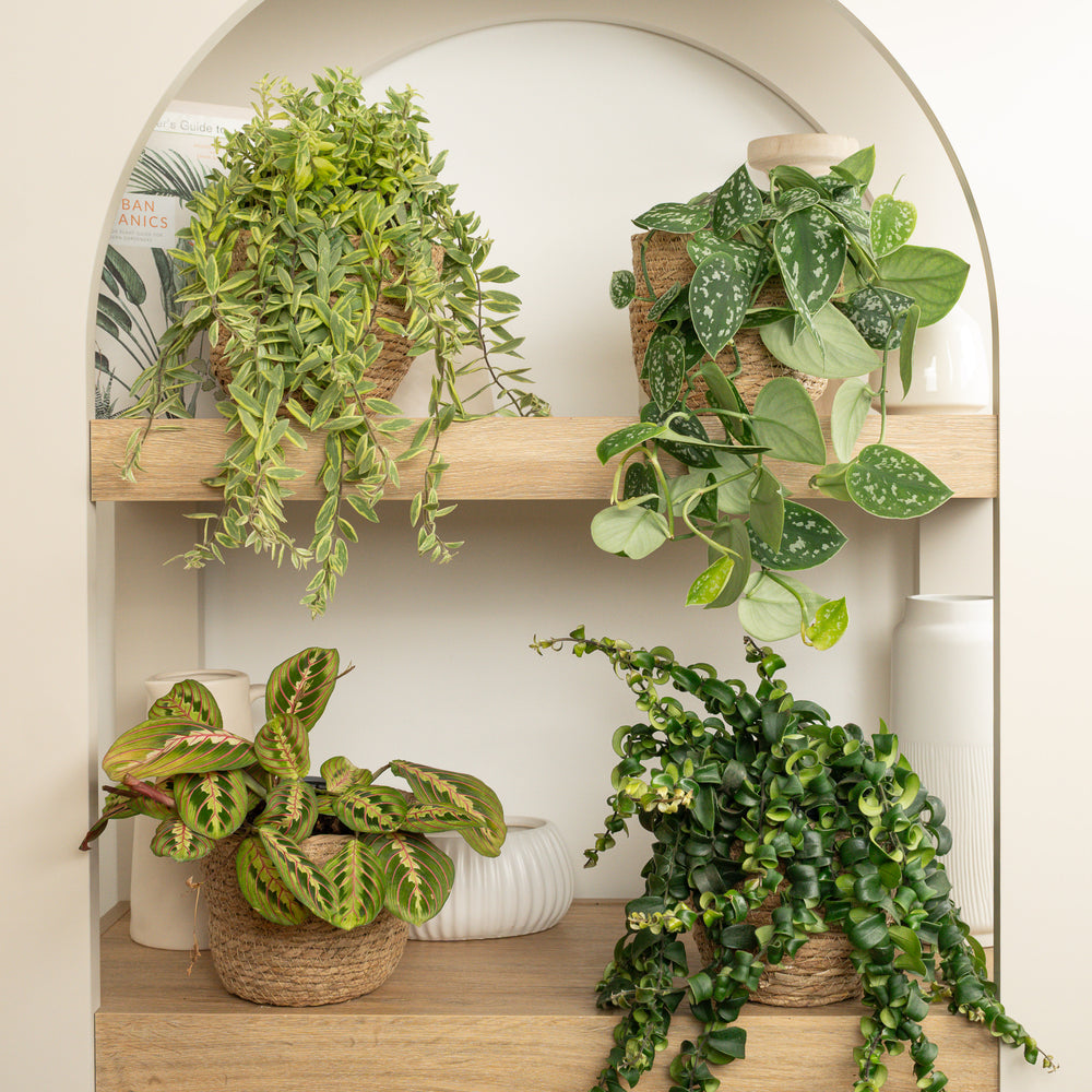 Indoor Satin Prayers & Lipstick Twirls | Plant Bundle | 4 X PLANTS | 4 X POTS | Indoor Plant Bundle