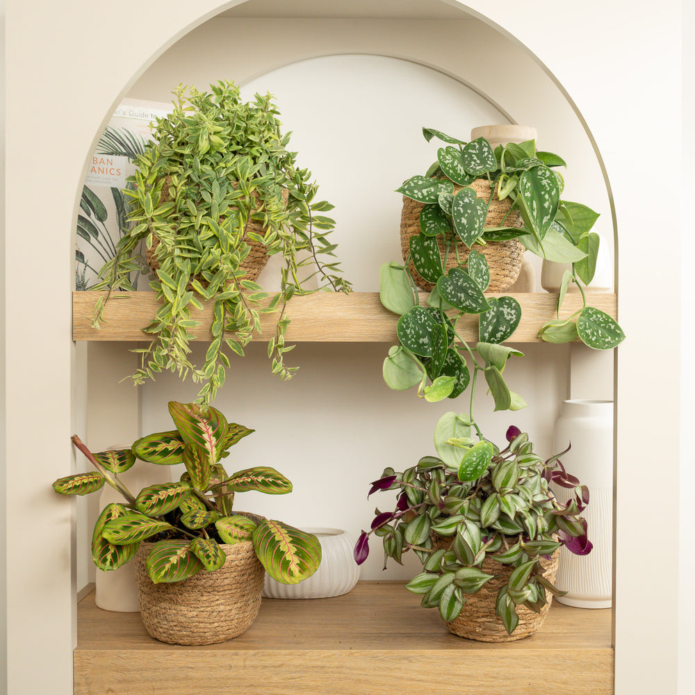 Indoor Velvet Veins & Wonders | Plant Bundle | 4 X PLANTS | 4 X POTS | Indoor Plant Bundle