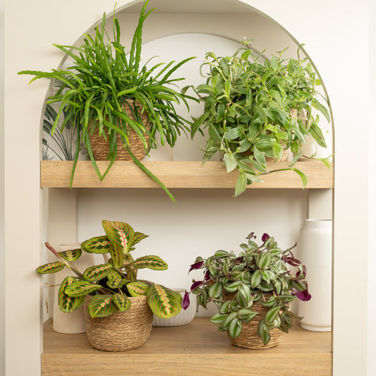 Wandering Veils & Forest Prayers | Plant Bundle | 