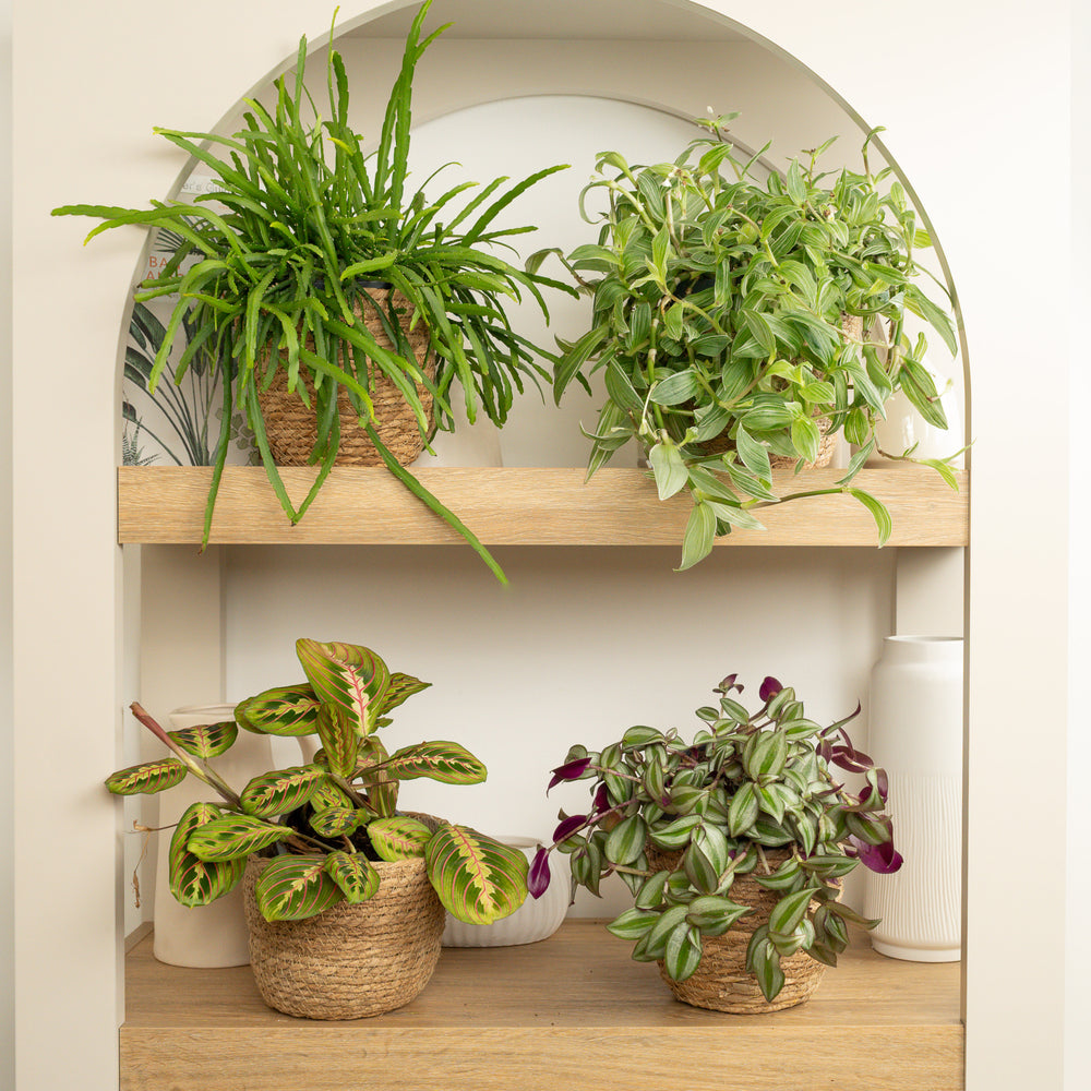 Indoor Wandering Veils & Forest Prayers | Plant Bundle | 4 X PLANTS | 4 X POTS | Indoor Plant Bundle