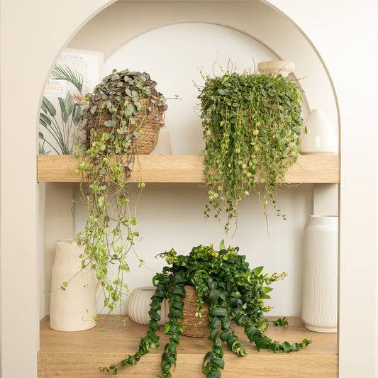 Vine & Dandy | Plant Bundle | Pet Safe Plants