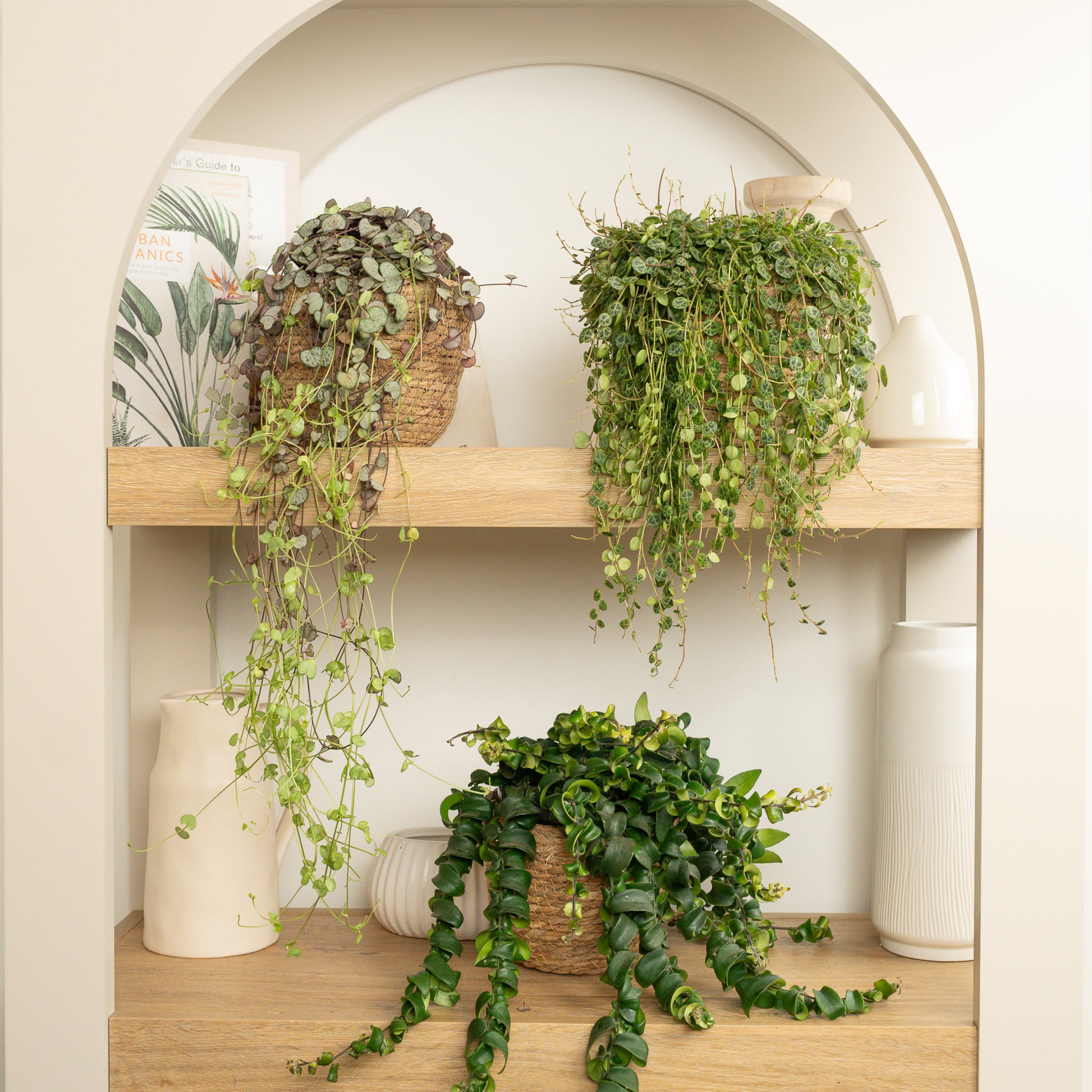 Vine & Dandy | Plant Bundle