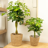 Umbrella Tree | Gold Capella Twist