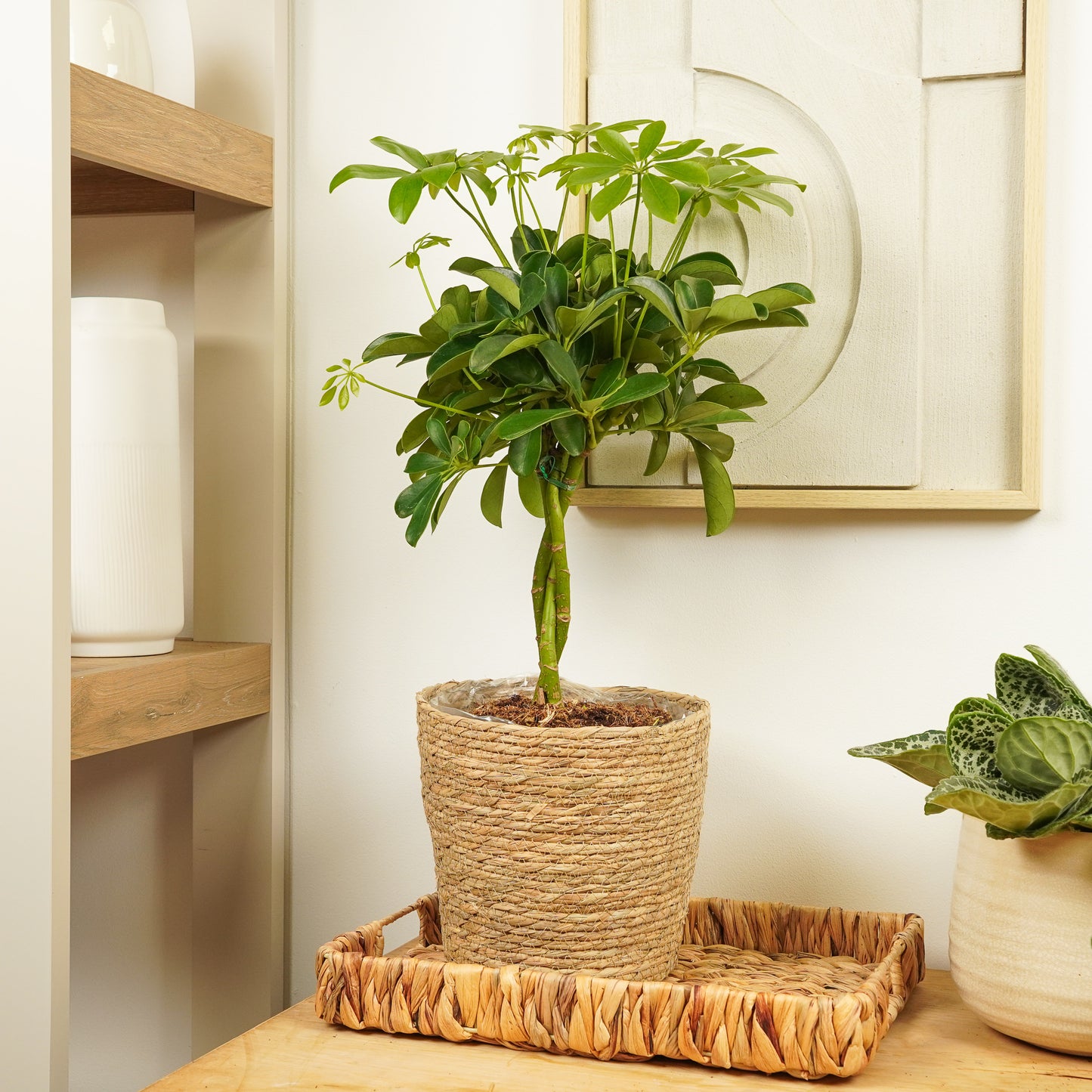 bloomscape schefflera arboricola Umbrella Tree