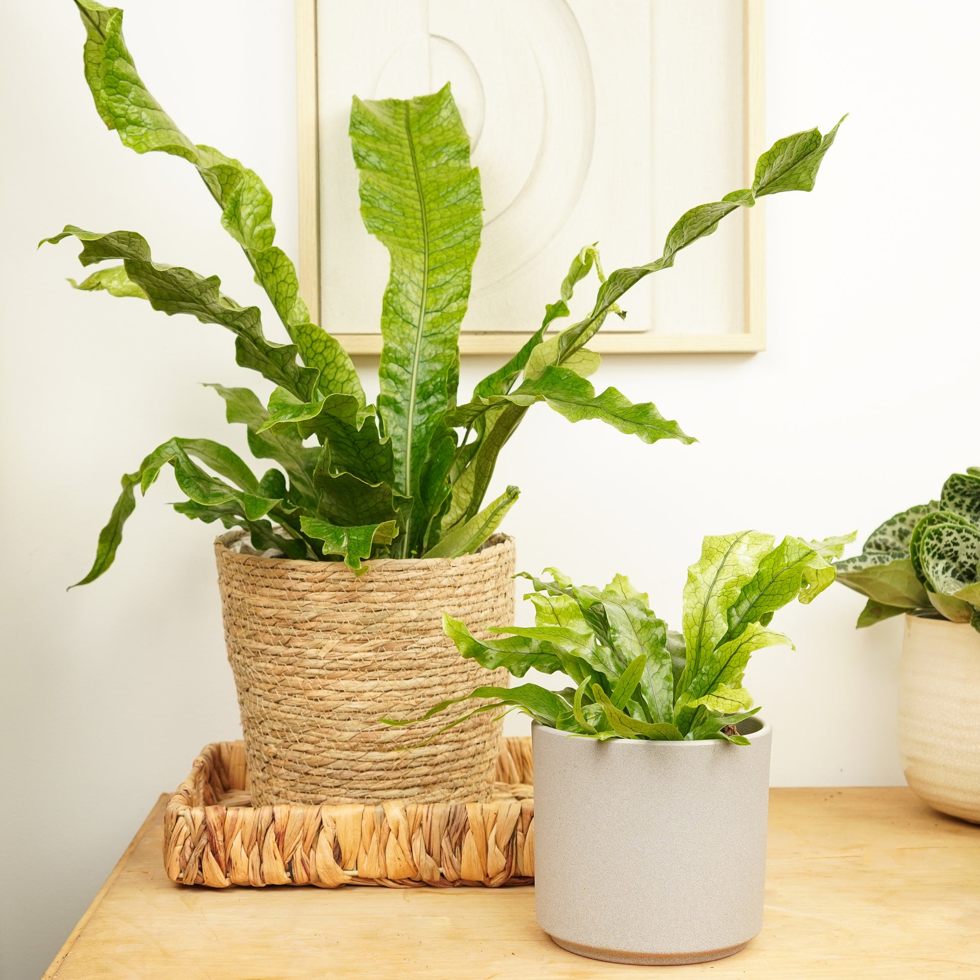 crocodile birds nest fern Crocodile Fern