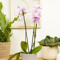 Phalaenopsis Orchid | Pink Stripe