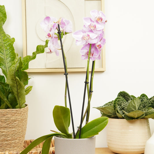 Phalaenopsis Orchid | Pink Stripe | Orchid Plants