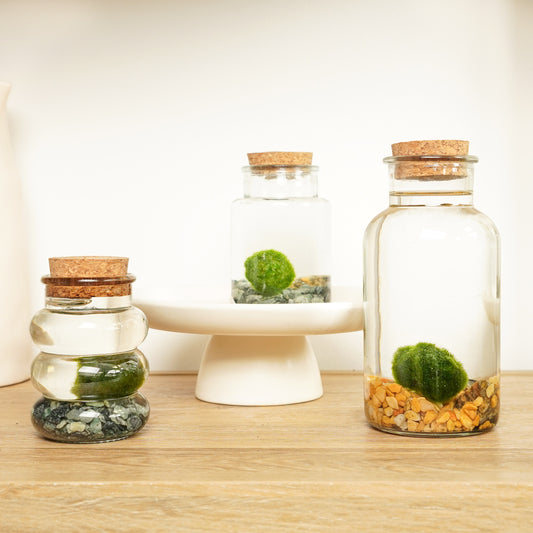 Marimo | Moss Ball | Rare Plant | Exotic & Tropical Plants
