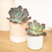 Echeveria | Neonbreaker