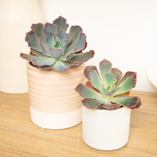 Echeveria | Neonbreaker