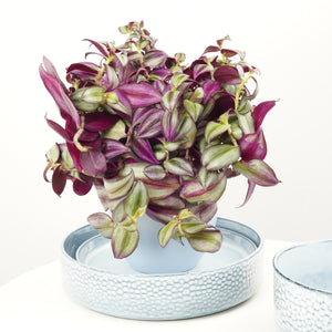 Wandering Dude | Purpusii - Indoor Plant