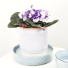 African Violet | Purpletti