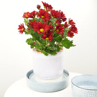 Mum | Strawberry Dream