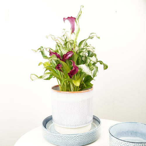 Calla Lily | Frozen Queen | Rare Plant