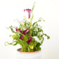 Calla Lily | Frozen Queen | Rare Plant