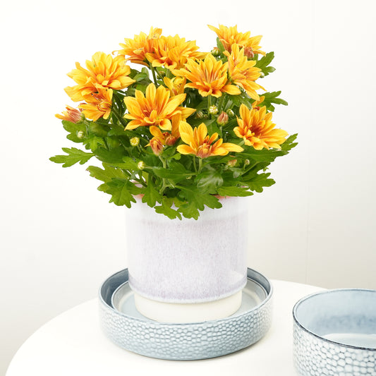 Mum | Caramel | 