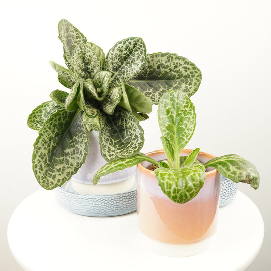 Streptocarpus | Pretty Turtle | Potted Houseplants