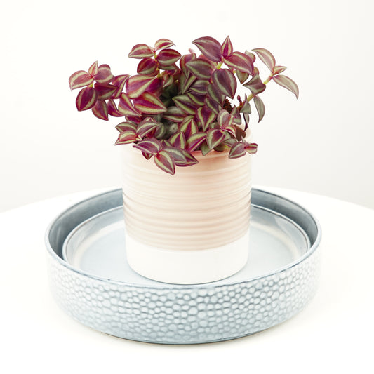 Wandering Dude | Purple Passion | Potted Houseplants