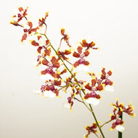 Scented Dancing Ladies Orchid | Tequila | Hard To Find