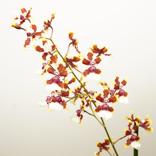 Scented Dancing Ladies Orchid | Tequila | Hard To Find | Flowering Plants
