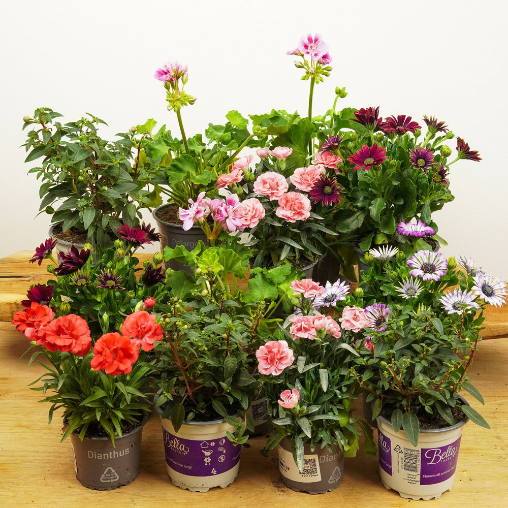 Indoor Perfect Patio Patch | Mystery Box | A Surprise Mix Of Garden Plants | Indoor Plant Bundle