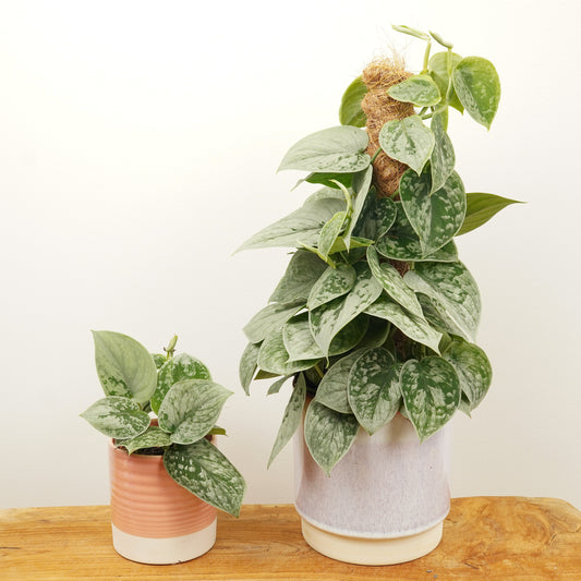 Silver Satin Pothos | Silvery Ann | Potted Houseplants