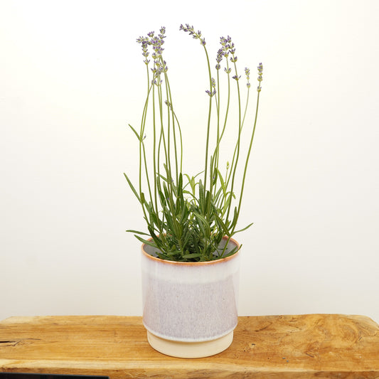 Lavender | Purple | Easy Care Houseplants