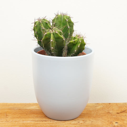 Organ Pipe Cactus | Rare Plant | Perfect Plants for Under £30